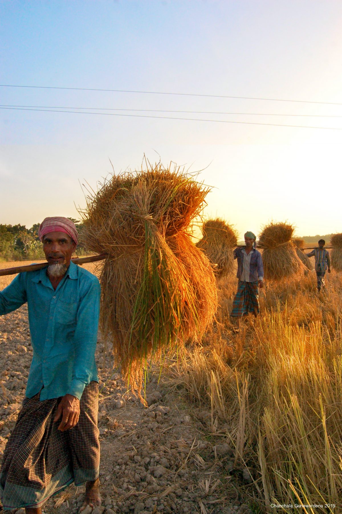 The Harvest of Sonar Bangla: Golden Bengal comes to life as a rich harvest is brought in at sunset in Roazan, Chittagong. Around 48% percent* of Bangladeshis are employed in the agriculture sector. *World Bank & CIA Factbook Data 2016