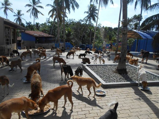 The Animal SOS animal sanctuary in Galle, Sri Lanka, one of our many existing animal welfare organisations. Our country is not lacking in animal charities and passionate volunteers; however, many of them are run by young people who depend solely on their social media presence for support and funds. Image courtesy: Animal SOS Sri Lanka