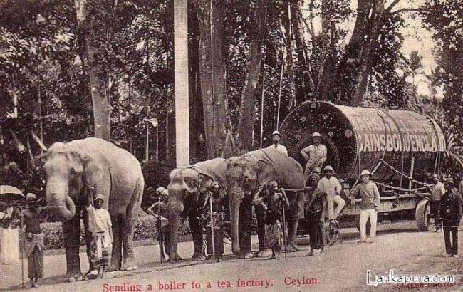 Elephants were frequently used as a mode of transport. Image courtesy lankapura.com