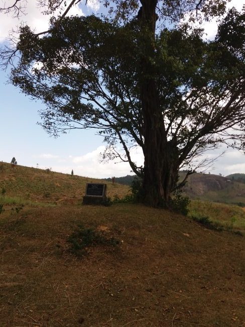 One Tree Hill. Image credit - Rukshani Weerasooriya Wijemanne