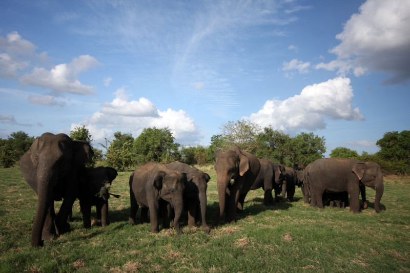 Minneriya Elephant Gathering is one of Sri Lanka's most attended wildlife event - Image Courtesy, Lucy Calder