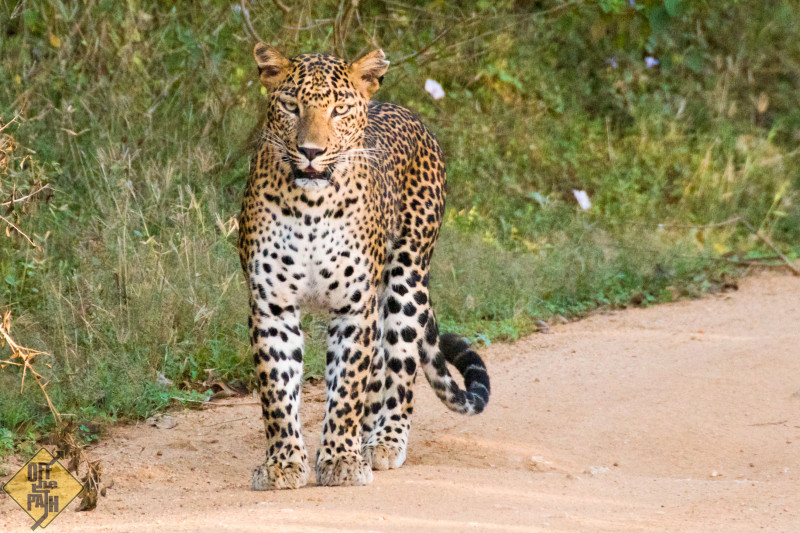 A Sri Lankan Leopard in Yala National Park - Image Courtesy, www.off-the-path.com