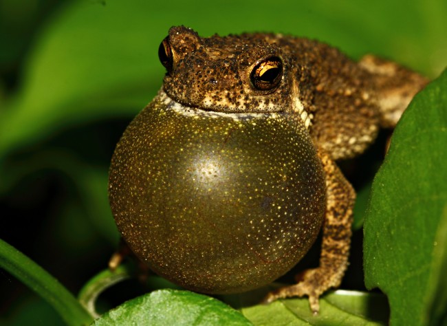 Atukorale’s Toad, which is endemic to Sri Lanka- Image Credit: Dinal Samarasinghe