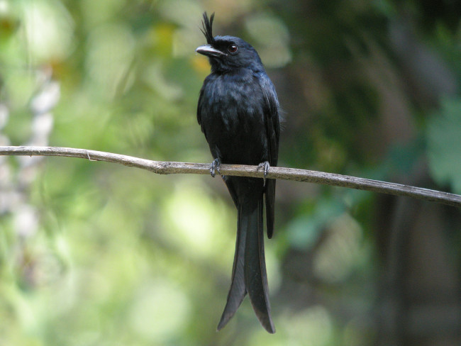 Crested Drongo - Image Credit: Attis1979/Flickr