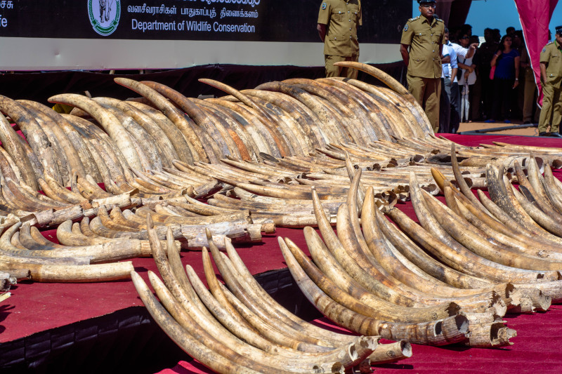 Sri Lanka’s stock of 359 confiscated elephant tusks is believed to have been worth $2.7 million on the black market.