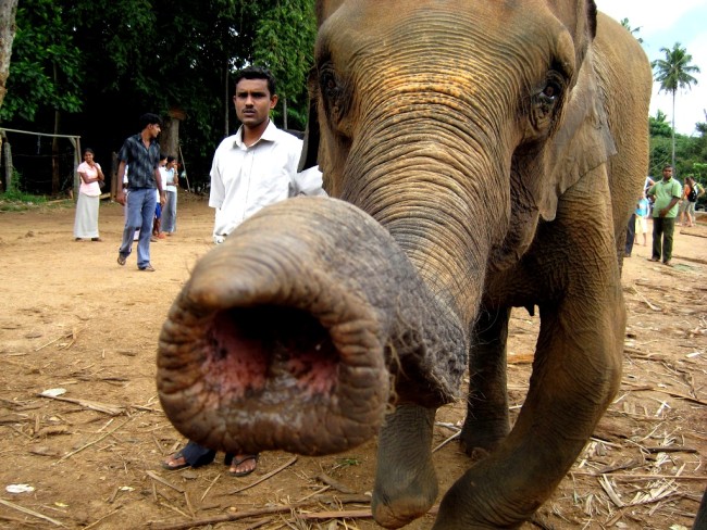 According to Sri Lankan law, it is illegal to capture elephants from the wild. Image Credit: hikenow.net