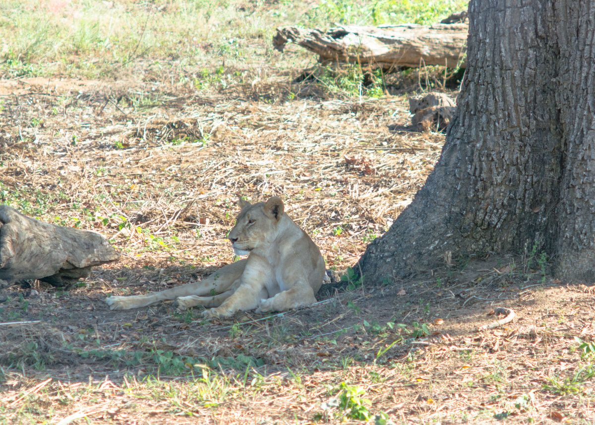 A ‘Sri Lankan’ Lion. Yes, according to the guide, this one year old male lion was born at the Dehiwela Zoo.