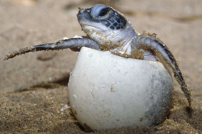 A baby green turtle breaks out of its egg. Some turtles are known to be hunted for their meat, while their eggs are considered delicacies. Image credit Roger Leguen