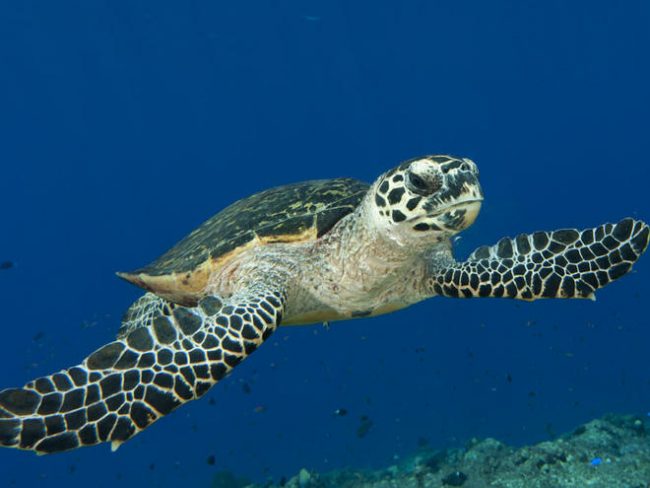 The Hawksbill turtle, categorised as critically endangered by the WWF. Image credit www.worldwildlife.org