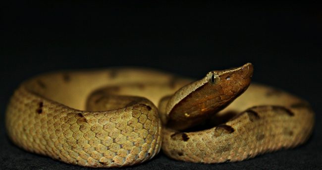 Hump-nosed pitviper (Hyplnale hypnale)