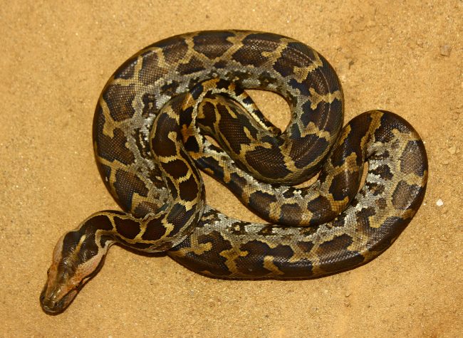 The Indian Rock Python, although it looks intimidating, is non-venmous. It is spread throughout the island, except in cold regions.