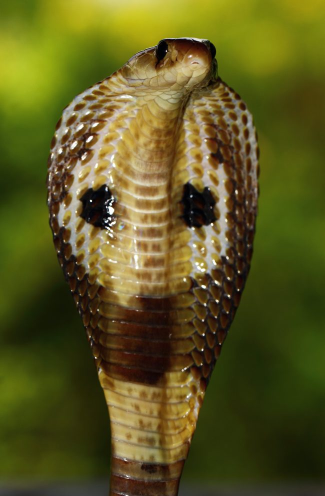 Spectacle cobra (Naja naja)