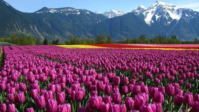 Seriously, who goes mad over tulips? Image credit: Nexter.org