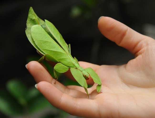 Gray’s Leaf Insect is referred to in colloquial Sinhala as the “pera kolaya”. Image Credit: viralnova.com 