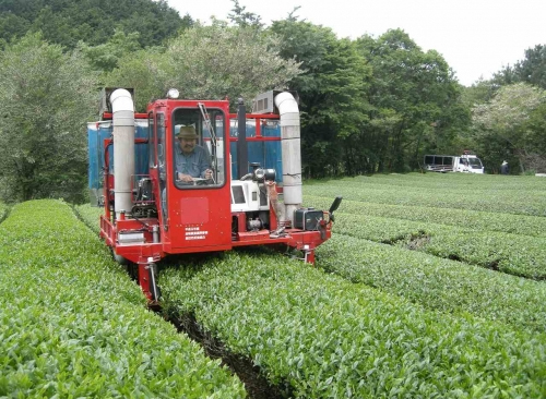 Japan has mechanised tea harvesting. Image courtesy Postcard Teas