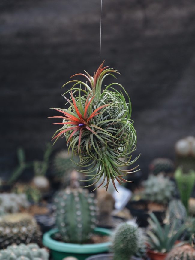 A type of Tillandsia, one of many in Cactus Uncle's pretty collection. Image credit: Roar.lk/Minaali Haputantri 