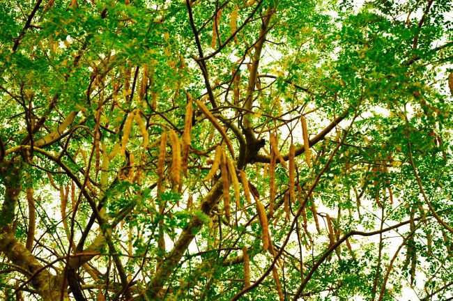 The tree and seed pods or Moringa oleifera. Image courtesy: wikipedia.org