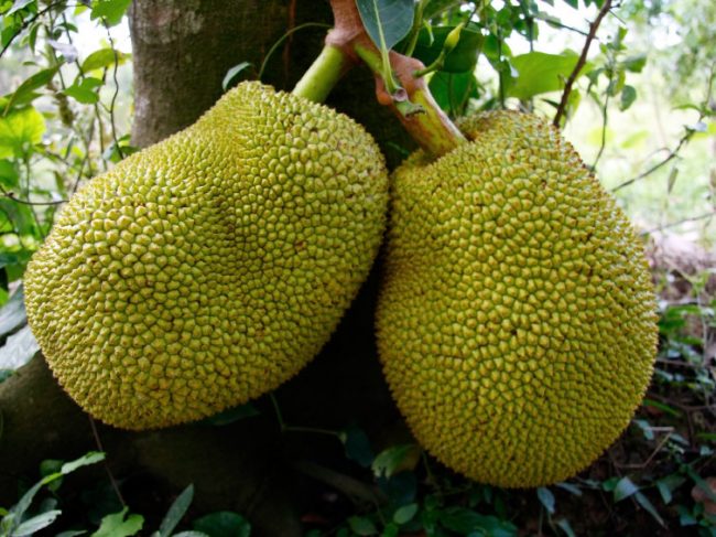 Jackfruit - a high-calorie food that has little to no cholesterol or saturated fats. Image courtesy: npr.org