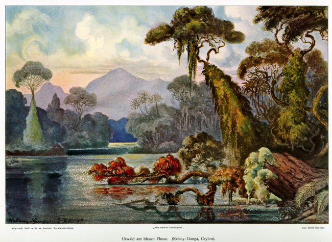 A print from Ernst Haeckel's 1905 Wanderbilder (Travel Pictures). This is a chromolithograph by W. Koehler, after Haeckel's 1882 painting, depicting a jungle scene on the Kelani River in Ceylon. Image courtesy commons.wikimedia.org 