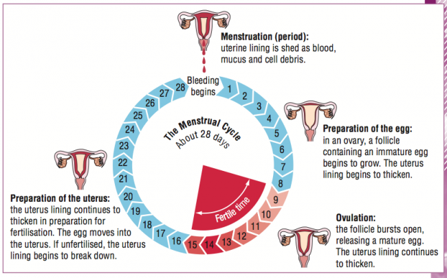 A woman's premenstrual cycle, explained - Courtesy by portraitbydesdunes.org