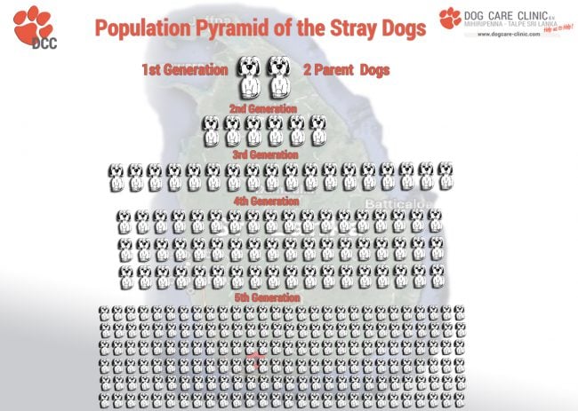 Still think sterilisation is sinful? This “dog pyramid” ought to change your mind. Credits: Dog Care Clinic