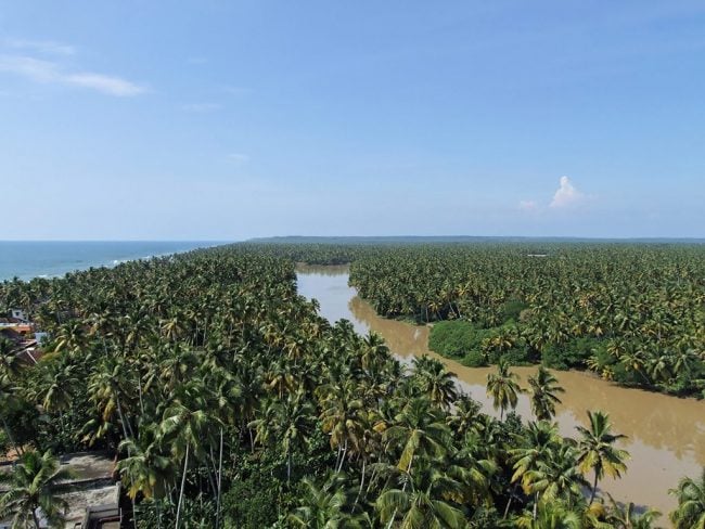Coconut palms in the village of Anjengo, Kerala. Image Credit: Emmanuel Dyan/National Geographic Traveller India 