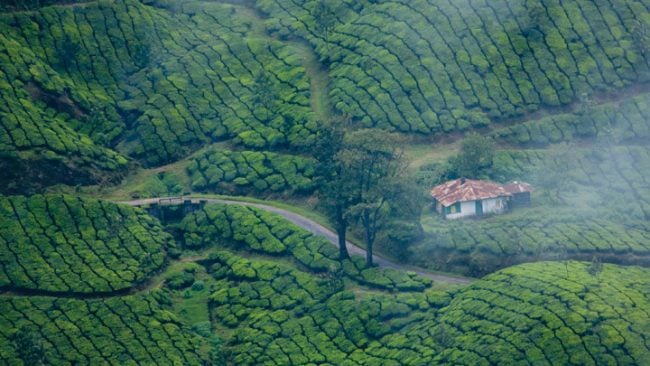Tea plantations in Munnar, the hill station of Kerala. Image courtesy: keralatourism.org