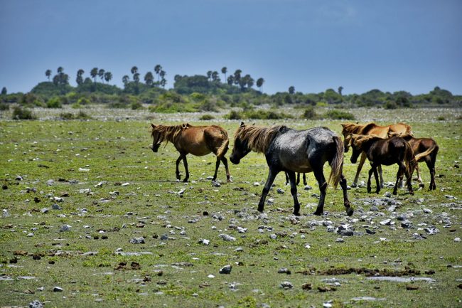 Wild Horses at Delft Island. Image credit: Diren Dantanarayana