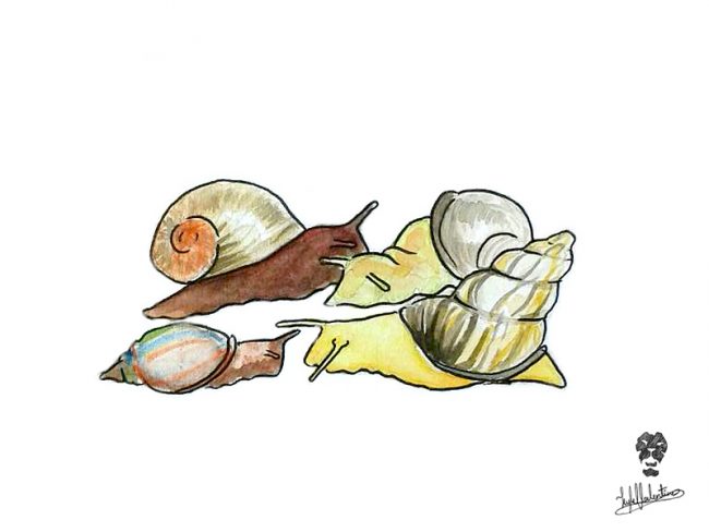 You may react with an “Ugh!” if you stumbled upon one of these, but the folks who roamed the island long before our great great grandparents would have been happy to pick up the snails and store them for dinner. Artwork by Kyle Sampath Valentine*