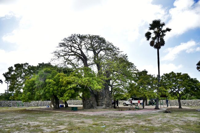 Baobab tree at Delft Island. Image credit: Diren Dantanarayana