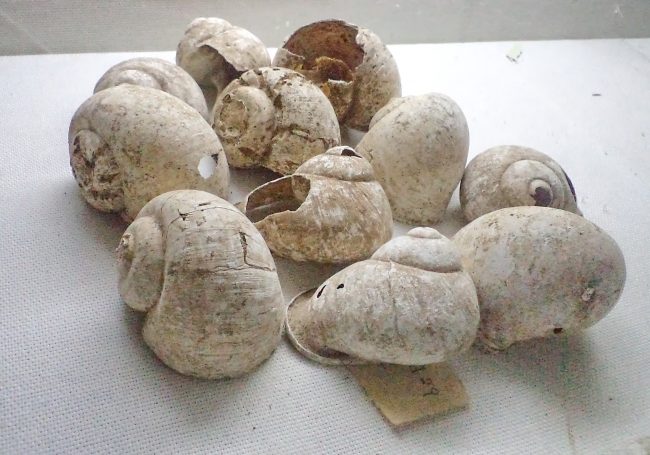 Water snail shells from Kabaragala cave, Hangamuva, Ratnapura Museum. Image courtesy writer
