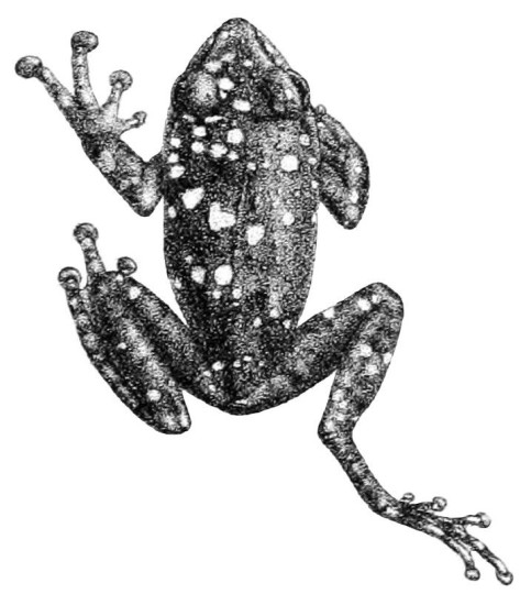 The Pseudophilautus adspersus, also known as the Thwaithe's Shrub Frog has been listed as extinct.