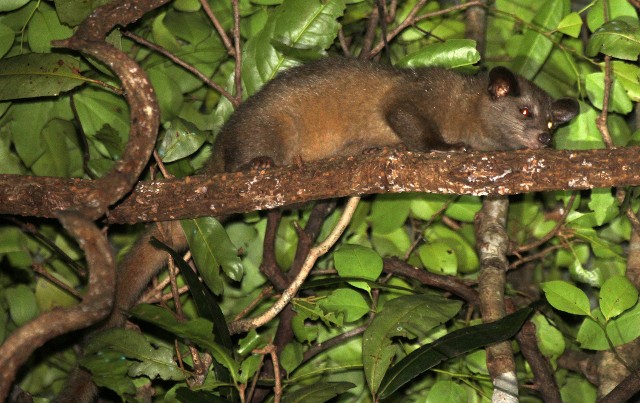 The Golden Dry-zone Palm Civet. Status: critically endangered.