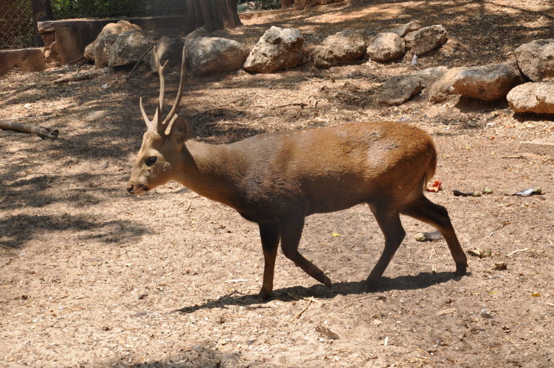 The Hog Deer. Status: critically endangered.