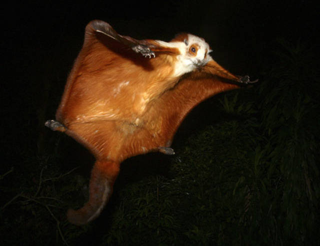 The Giant Flying Squirrel. Status: endangered.