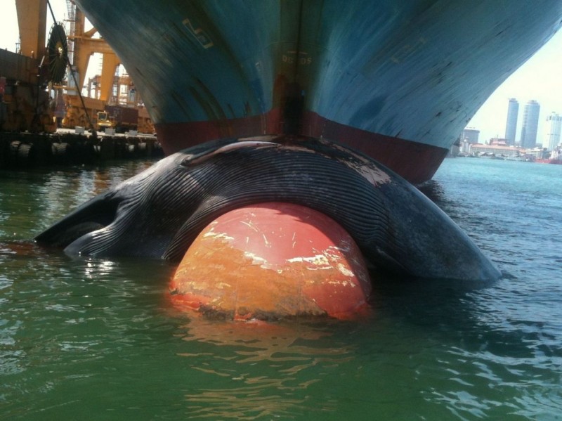 The tragic image of the dead Blue Whale on the bow of a ship in Colombo 