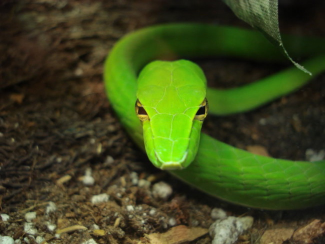The Green Vine Snake, or ahaetulla - Image Credit: biologypop.com