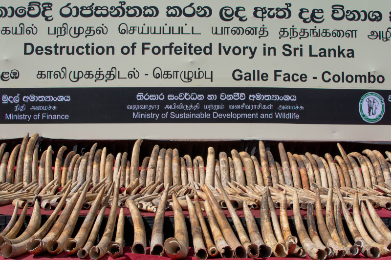 On Tuesday, Sri Lanka became the 16th country in the world (and the first in South Asia) to destroy its stock of ‘blood ivory’.