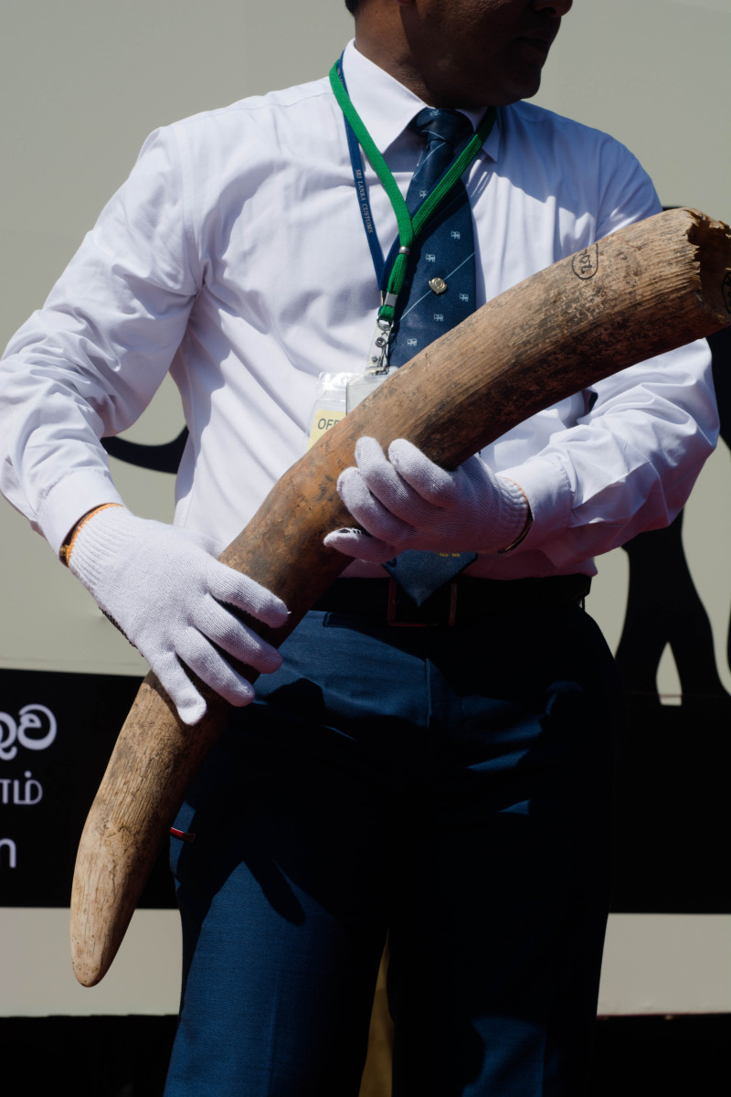 A Customs officer with one of the many African Elephant tusks. The ivory stock was seized at the Colombo port by Sri Lanka Customs in May 2012, while en route to Dubai. The tusks were believed to have come from Tanzania.