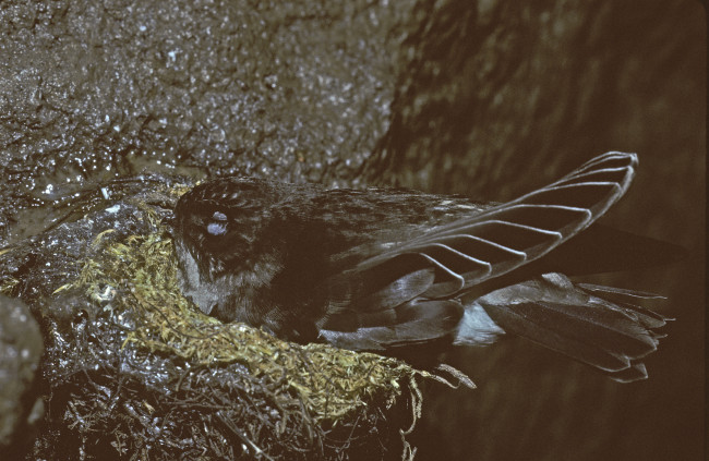 A nesting swiftlet. The birds are cruelly evicted from their nests when the nests are removed to be sold. Image Credit: speakupforthevoiceless.org
