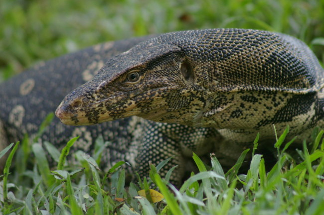 The kabaragoya or water monitor is generally the bigger of the two. Image Credit: zoochat.com