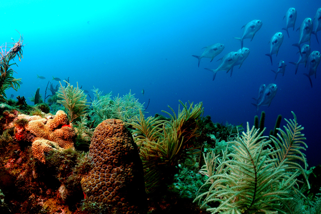 Indian ocean warming has had, and will continue to have, an adverse impact on marine life. Image Credit: cosmosmagazine.com