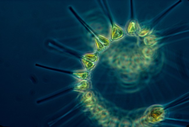 There has already been a 20% fall in phytoplankton, which form the base of the marine food chain. Image Credit: Wikipedia