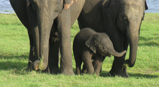 A baby elephant separated from its herd has a 40% mortality rate, possibly higher if captured via illegal means. Image Credit: hikenow.net