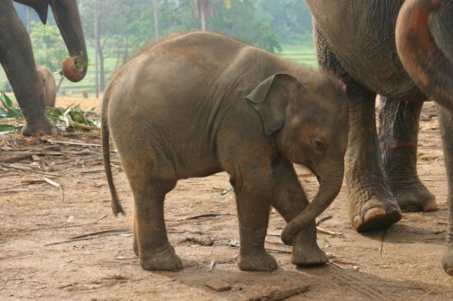 Tourism and personal prestige are two very problematic motives behind the elephant trade ‒ and a calf like this one could fetch up to Rs. 10 million. Image Credit: puretravel.com