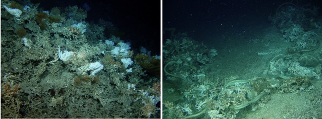 Images of a seabed before and after it was subjected to bottom trawling fishing. Image courtesy occupy.com