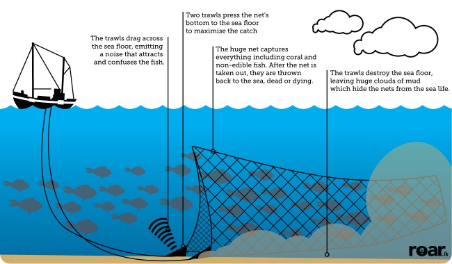 How bottom trawling works, and the damage it causes