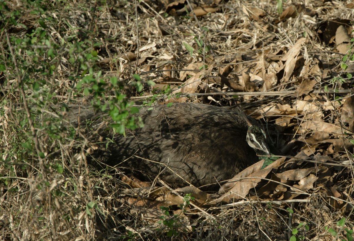 A peahen nesting. The park is also home to a number of peacocks and peahens.