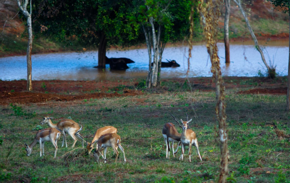In one part of the park, exotic deer graze, while in the background buffaloes bask in the water.