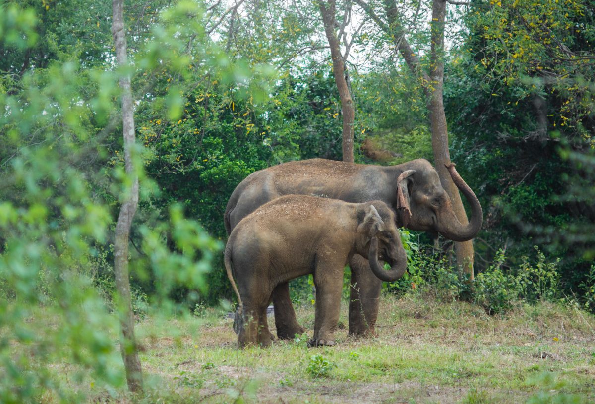 The “Asian Elephant Zone”. Supposedly roaming free in a land area of 54 acres, are the Asian Elephants.